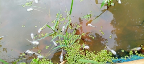 নন্দীগ্রামে পুকুরে বিষ প্রয়োগে ৫ লাখ টাকার মাছ নিধন